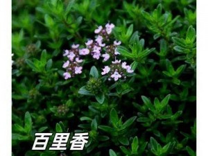 香草乱码一二三四区别，你真的了解吗？