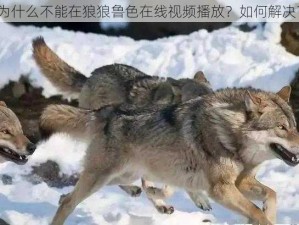 为什么不能在狼狼鲁色在线视频播放？如何解决？