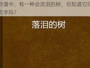 在沙漠中，有一种会流泪的树，你知道它叫什么名字吗？