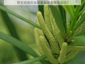 野花视频在线观看视频有哪些途径？