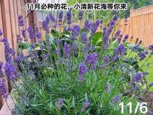 如何在全民农场中获得薰衣草？种植方法大揭秘