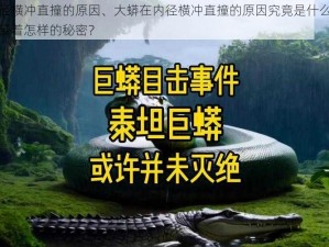 大蟒在内径横冲直撞的原因、大蟒在内径横冲直撞的原因究竟是什么呢？其背后可能隐藏着怎样的秘密？