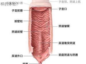 荫道BBwBBB高潮潮喷的原因是什么？如何达到这样的体验？