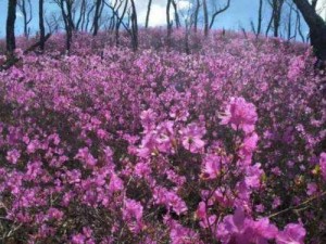 野花韩国视频观看免费高清视频，汇聚大量精彩内容，提供极致视觉享受