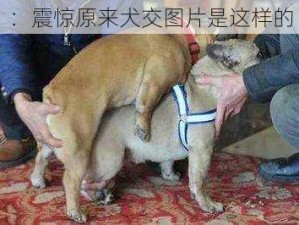 ：震惊原来犬交图片是这样的