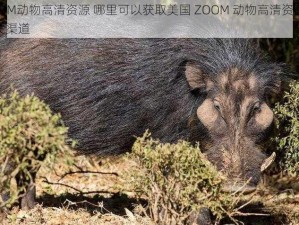 美国ZOOM动物高清资源 哪里可以获取美国 ZOOM 动物高清资源呢？求推荐相关渠道