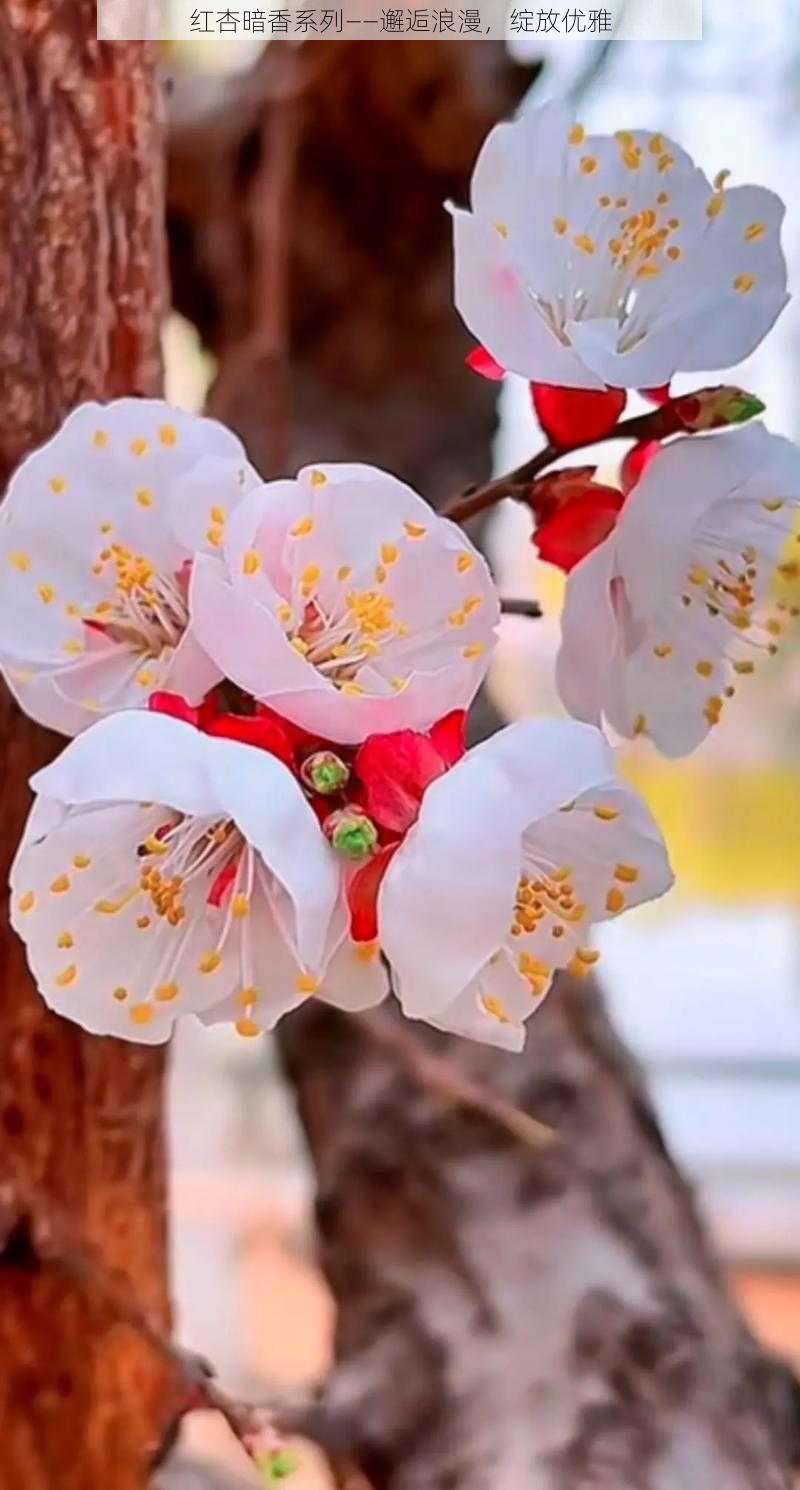 红杏暗香系列——邂逅浪漫,绽放优雅