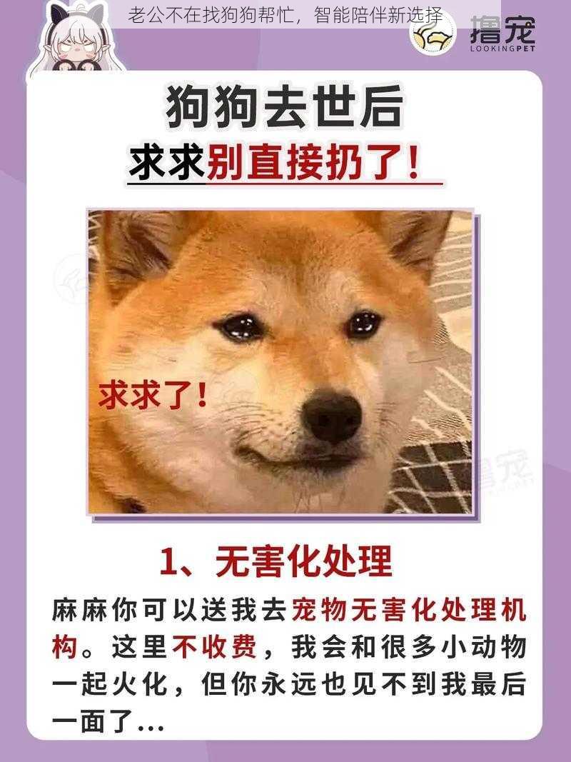 老公不在找狗狗帮忙，智能陪伴新选择