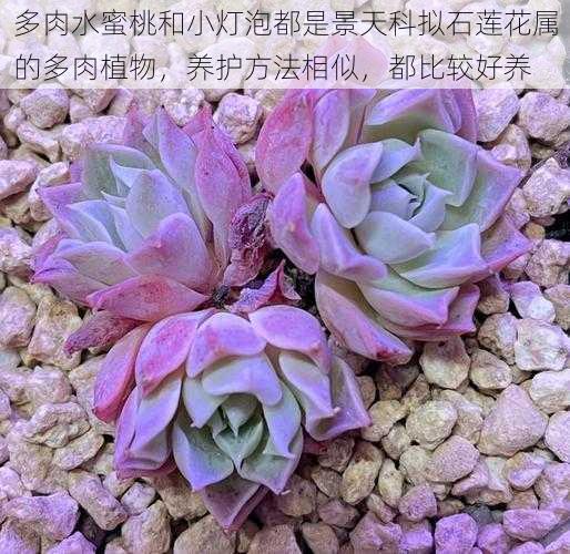 多肉水蜜桃和小灯泡都是景天科拟石莲花属的多肉植物，养护方法相似，都比较好养