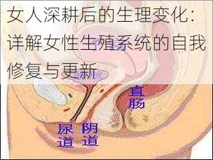 女人深耕后的生理变化：详解女性生殖系统的自我修复与更新