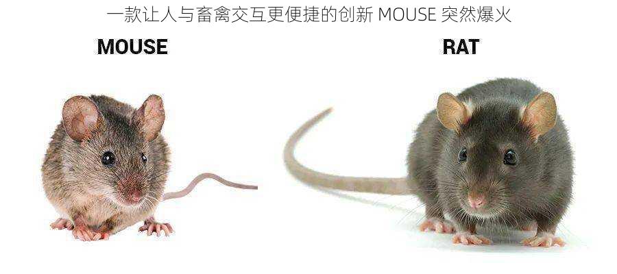 一款让人与畜禽交互更便捷的创新 MOUSE 突然爆火