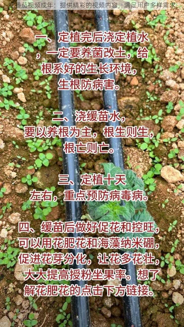 红番茄视频成年：提供精彩的视频内容，满足用户多样需求