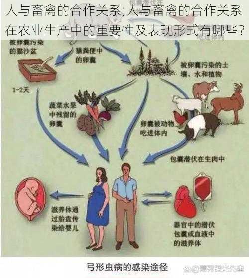 人与畜禽的合作关系;人与畜禽的合作关系在农业生产中的重要性及表现形式有哪些？