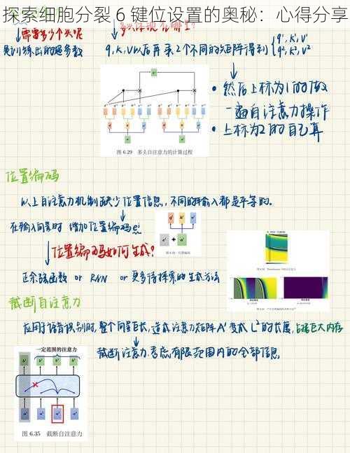 探索细胞分裂 6 键位设置的奥秘：心得分享