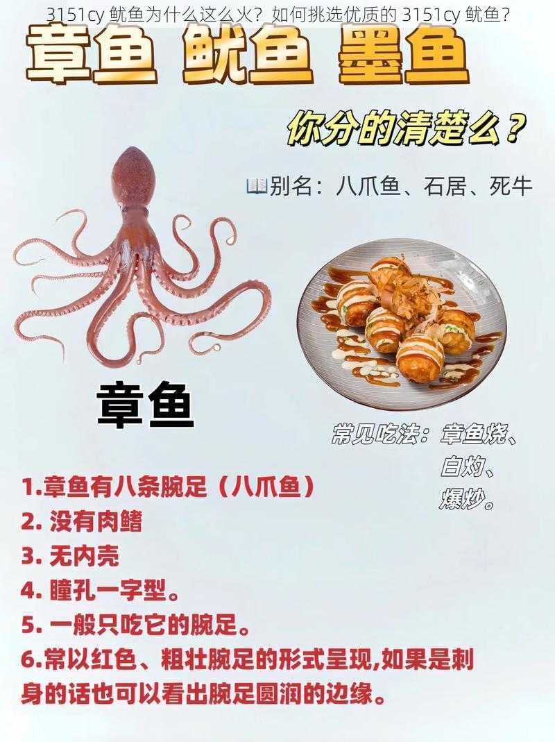 3151cy 鱿鱼为什么这么火？如何挑选优质的 3151cy 鱿鱼？