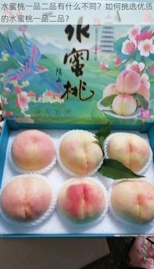 水蜜桃一品二品有什么不同？如何挑选优质的水蜜桃一品二品？