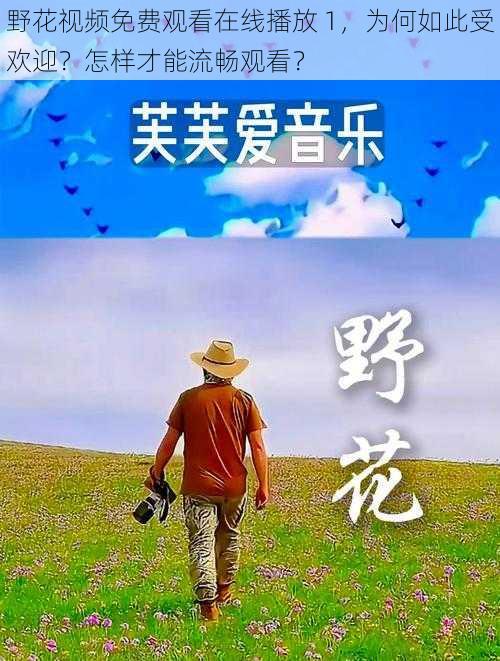 野花视频免费观看在线播放 1，为何如此受欢迎？怎样才能流畅观看？