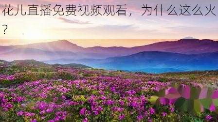 花儿直播免费视频观看，为什么这么火？