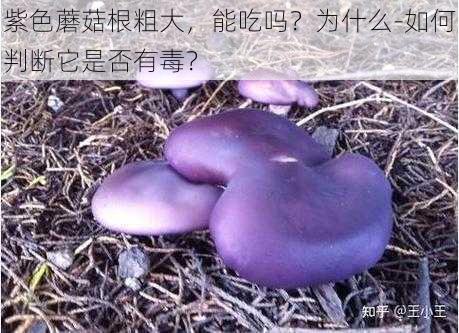 紫色蘑菇根粗大，能吃吗？为什么-如何判断它是否有毒？