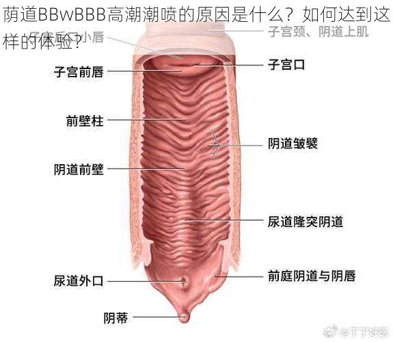 荫道BBwBBB高潮潮喷的原因是什么？如何达到这样的体验？