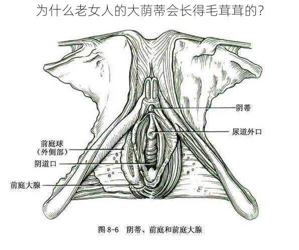 为什么老女人的大荫蒂会长得毛茸茸的？