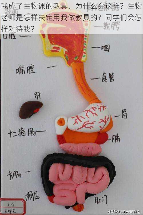 我成了生物课的教具，为什么会这样？生物老师是怎样决定用我做教具的？同学们会怎样对待我？