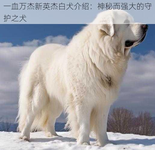 一血万杰新英杰白犬介绍：神秘而强大的守护之犬