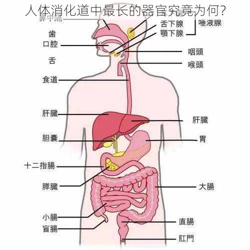 人体消化道中最长的器官究竟为何？